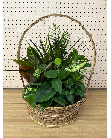 Deluxe Dish Garden Flower Arrangement