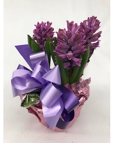 3 Bloom Hyacinth Custom product