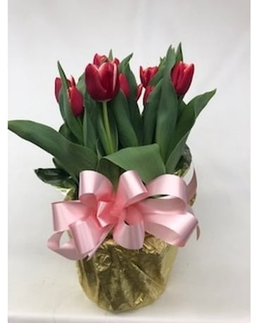 12 Bloom Tulips Custom product