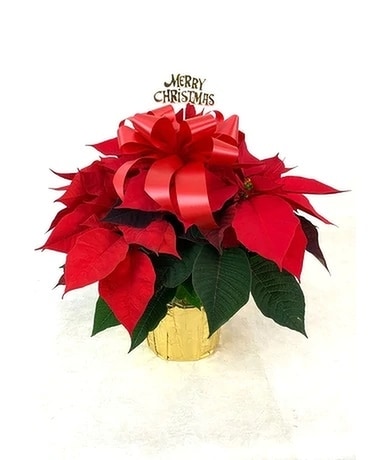 Single Stem Red Poinsettia Plant