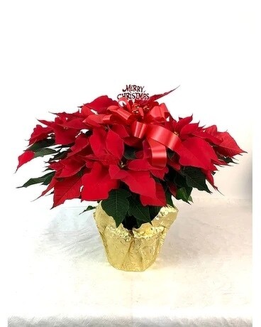 Three Stem Red Poinsettia Plant