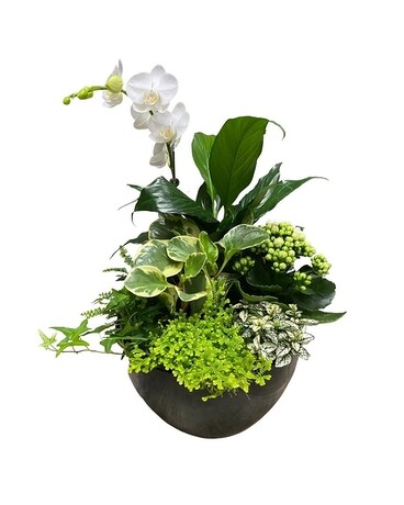 Orchid Peace