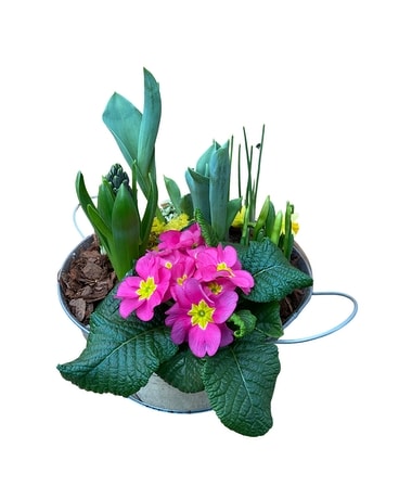 Beautiful Bulbs Planter Dish Garden Plant