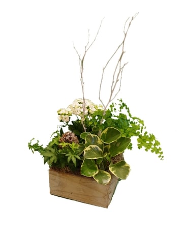 Winter Forest Box Dish Garden Plant