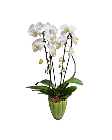 Cascading Grace Orchid Dish Garden Plant