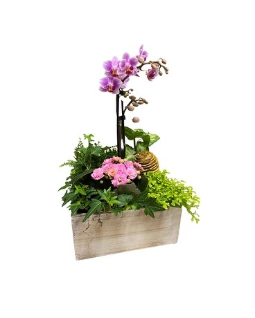 MultiFlora Orchid Garden Dish Garden Plant