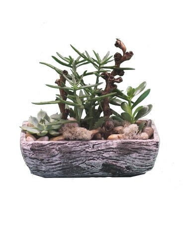 Forest Whimsy Succulent Planter Dish Garden Plant