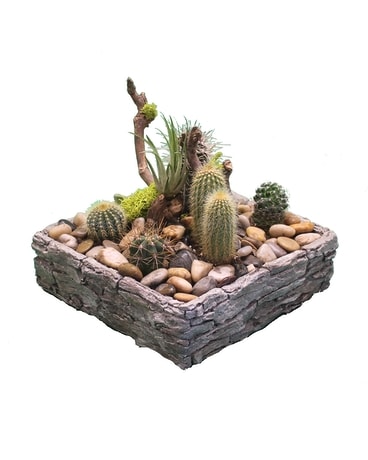 Niagara Stone Collection - Square Cactus Dish Garden Plant