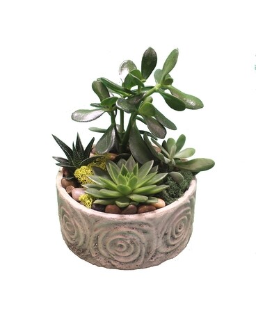 Swirling Rose Jade Garden Dish Garden Plant