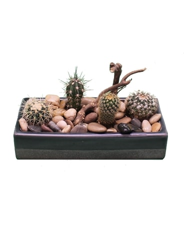 Urban Desert Cactus Garden Dish Garden Plant