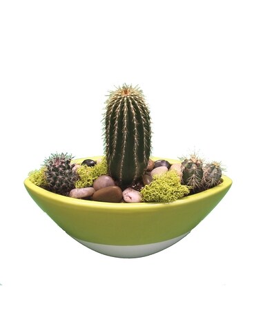 Sunbeam Dances Cactus Garden Dish Garden Plant
