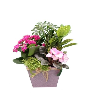 Blushing Blooms - Spring Garden Dish Garden Plant