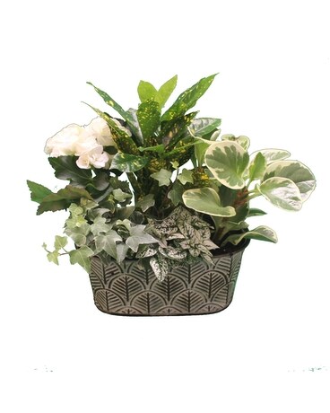 Woodland Leaves - European Garden Dish Garden Plant