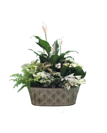 Woodland Wandering - European Garden Dish Garden Plant