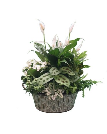 Forest Wonderment - European Garden Dish Garden Plant
