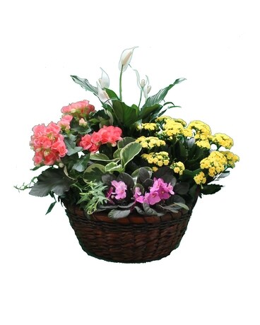 Heavenly Hues - European Garden Dish Garden Plant