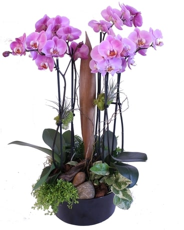 Beautiful Blossoms Orchid Dish Garden Plant