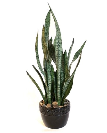 Snake Plant in Ceramic Plant