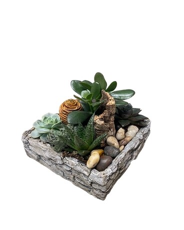 Niagara Stone Collection - Square Succulents Dish Garden Plant