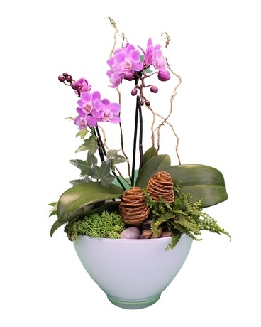 Blushing Honeycomb Orchid Dish Garden Plant