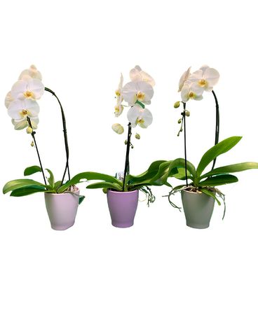 Cascading Phalaenopsis Orchid (Single Orchid) Flower Arrangement