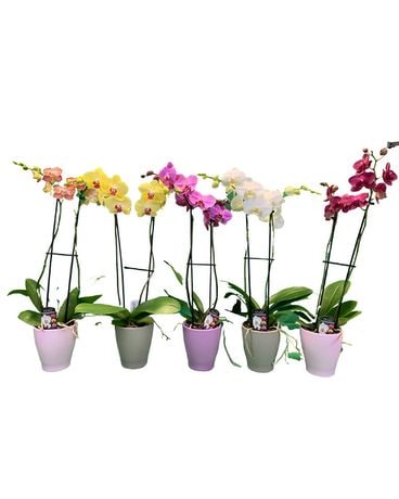 2 Stem Phalaenopsis (Single Orchid) Custom product