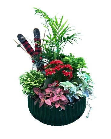 Ski Slope Planter Dish Garden Plant