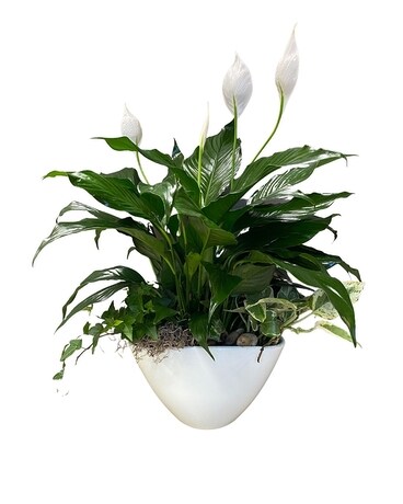 Peace and Serenity Planter Dish Garden Plant