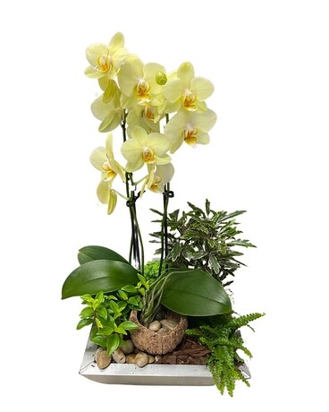 Sunshine Orchid Planter Dish Garden Plant