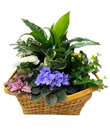 Hello Spring Deluxe Basket Dish Garden Plant