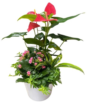 Bursting Brights Planter Dish Garden Plant