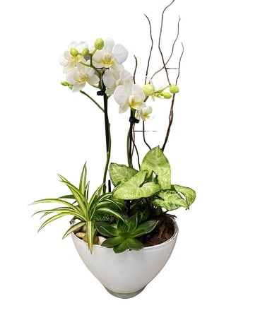 Cool Lime Orchid Planter Dish Garden Plant