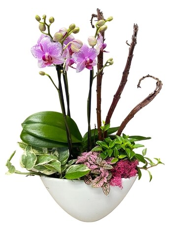 Beautiful Blooms Orchid Garden Dish Garden Plant