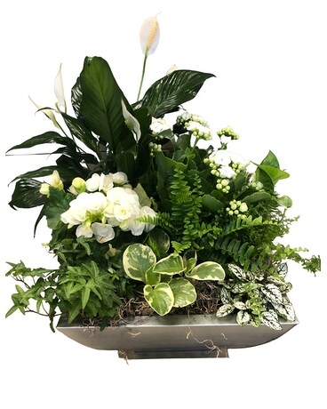 Green Garden Deluxe Dish Garden Plant