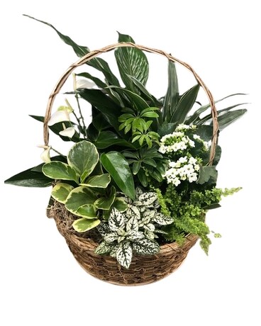 Glorious Greens Basket Dish Garden Plant