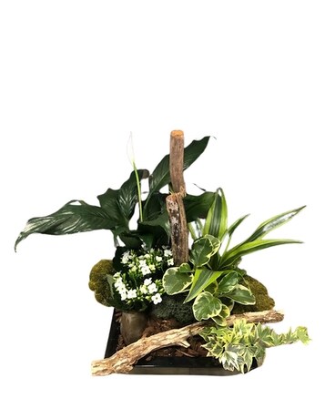 Enchanted Forest Planter Dish Garden Plant