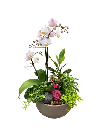 Luscious Garden Dish Garden Plant