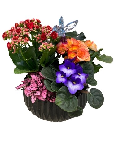 Enchanted Spring Planter Dish Garden Plant