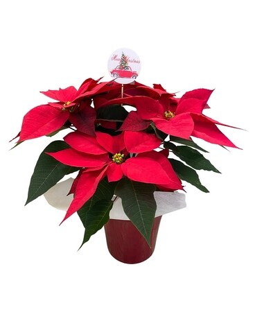 Noel Poinsettia