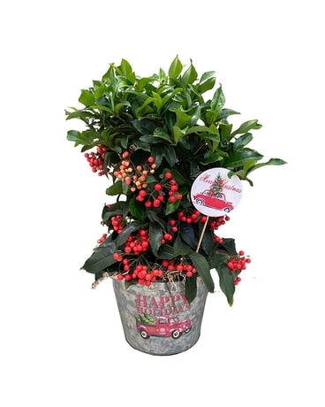Happy Holidays Berry Blast Plant
