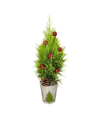 Cypress Christmas Plant