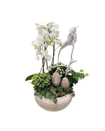 Winter Orchid Garden Dish Garden Plant