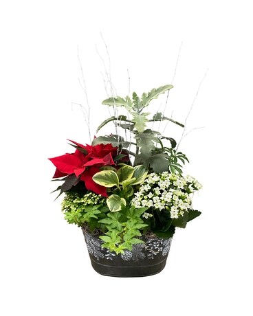 Friends Who Grow Together, Stick Together! Dish Garden Plant