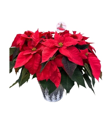 Holiday Poinsettia Plant