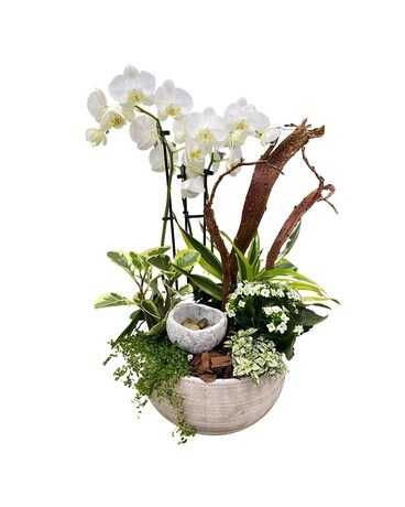 Winter Bliss Orchid Planter Dish Garden Plant