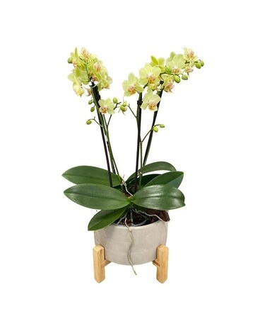 Orchid Parade Flower Arrangement