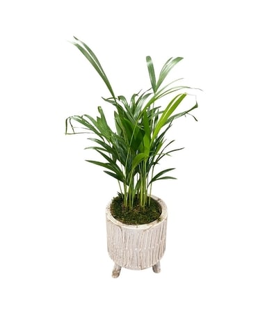 Welcome to the Tropics Dish Garden Plant