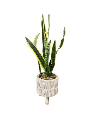 Sweet Sansevieria Dish Garden Plant