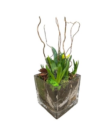 Spring Bulb Planter Dish Garden Plant