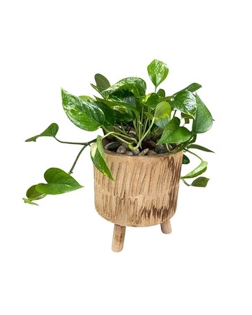 Golden Pothos Plant